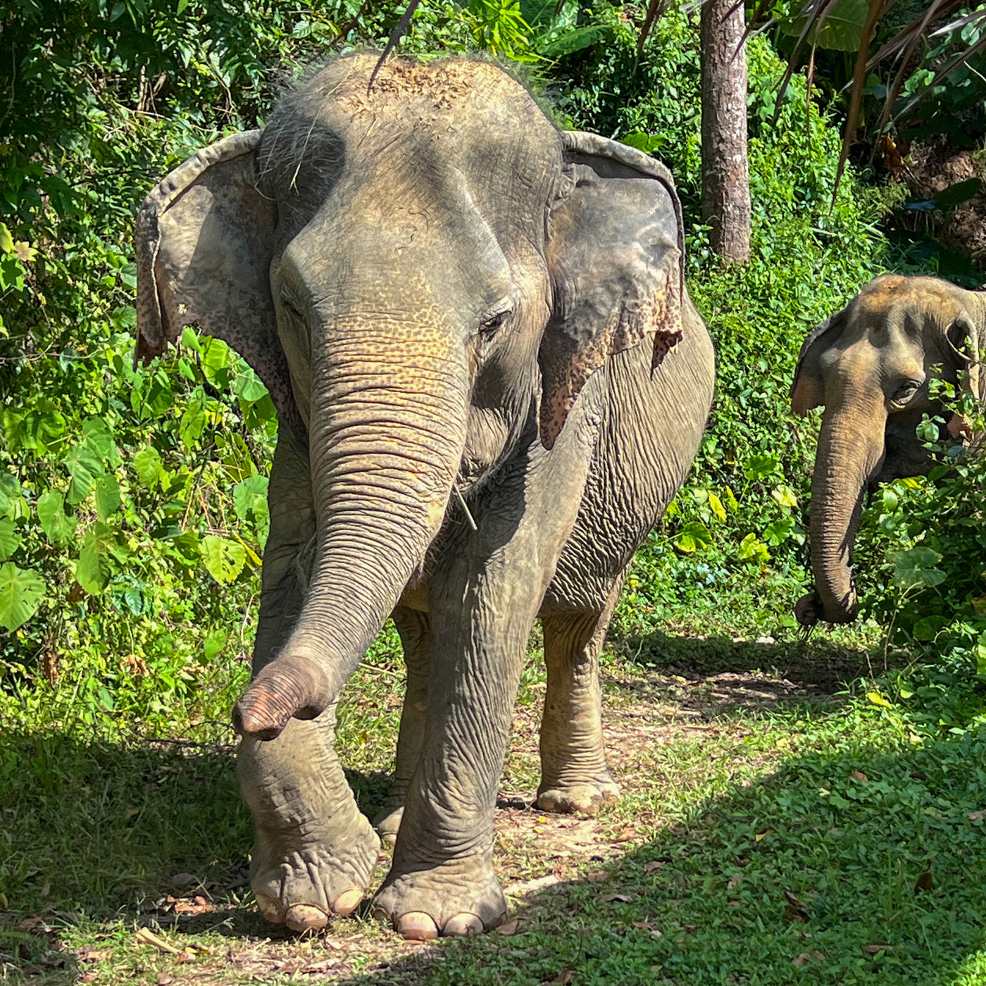 ETHICAL ELEPHANT EXPERIENCE (från Phuket)