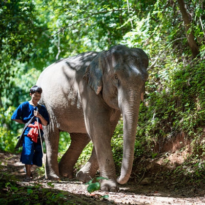 ELEFANTTIPUISTO (Khao Lakista)