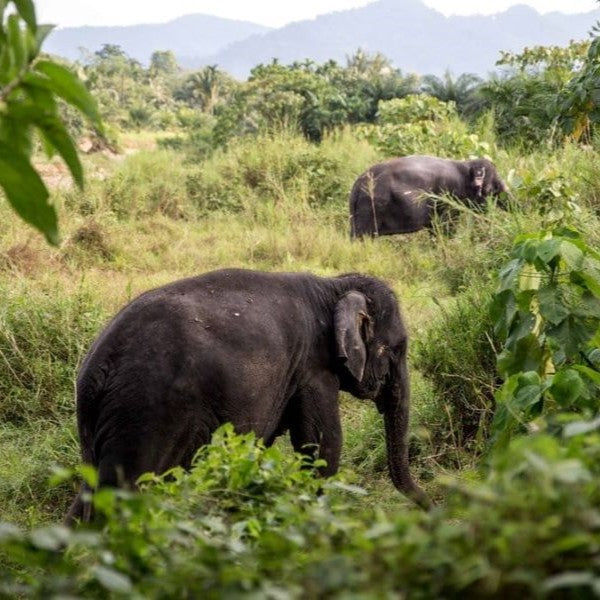 Etisk elefantpark (från Khao Lak)