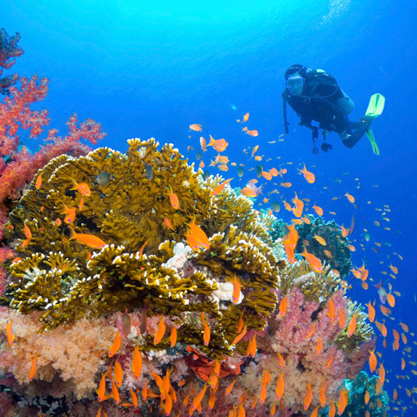 LIVEABOARD Similan-Surin 5 dagar / 4 nätter – M/V Andaman Queen